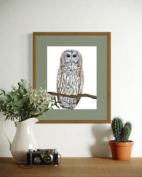 Barred Owl Art Print - Conversation Art Pieces