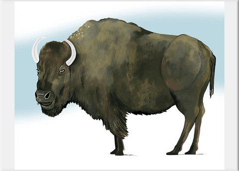 Buffalo Art Print - Conversation Art Pieces