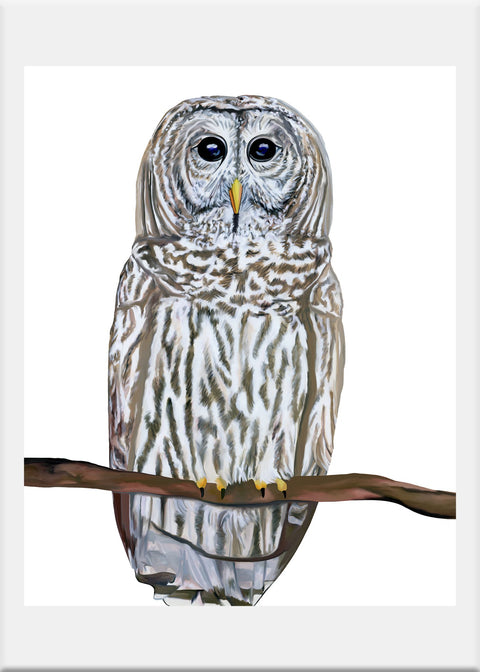 Barred Owl Art Print - Conversation Art Pieces