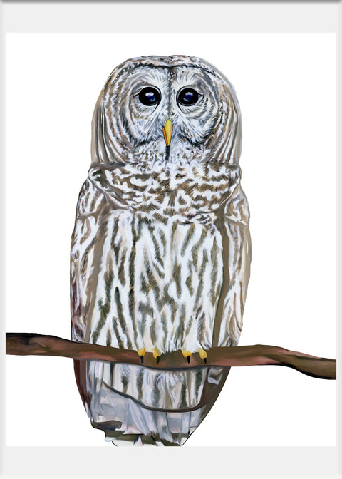 Barred Owl Art Print - Conversation Art Pieces