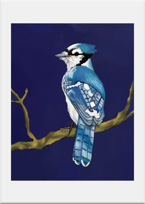 Blue Jay Art Print - Conversation Art Pieces